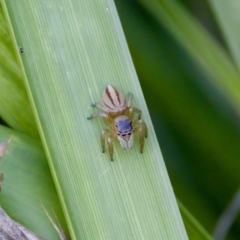 Maratus scutulatus at Camden Head, NSW - 27 Nov 2023 05:12 PM