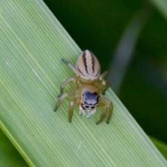 Maratus scutulatus at Camden Head, NSW - 27 Nov 2023 05:12 PM