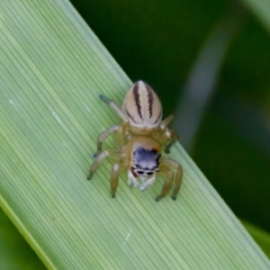 Maratus scutulatus at Camden Head, NSW - 27 Nov 2023