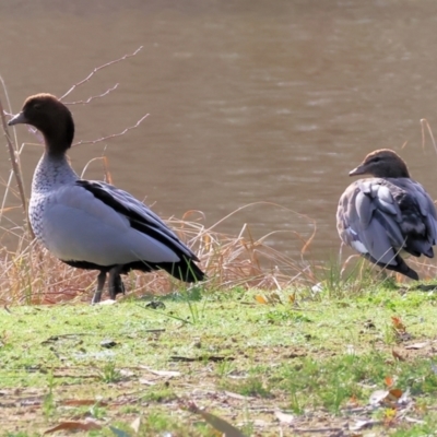 Chenonetta jubata (Australian Wood Duck) at Bandiana, VIC - 4 Aug 2024 by KylieWaldon