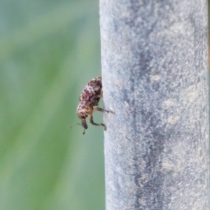 Curculionidae (family) at Camden Head, NSW - 27 Nov 2023 05:13 PM