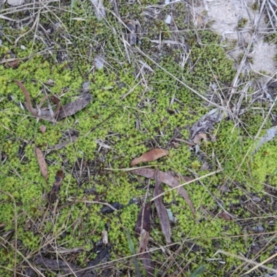 Unverified Moss, Liverwort or Hornwort at Lyons, ACT - 4 Aug 2024 by ran452