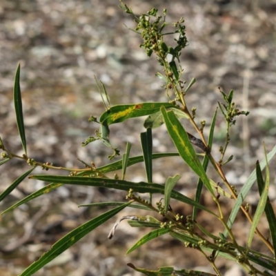 Acacia boormanii at Bandiana, VIC - 4 Aug 2024 by KylieWaldon