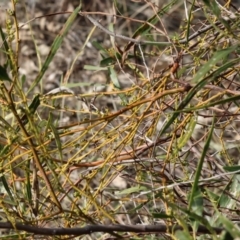 Unverified at suppressed - suppressed