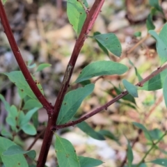 Daviesia latifolia at Bandiana, VIC - 4 Aug 2024 10:06 AM