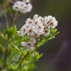 Ozothamnus diosmifolius at Camden Head, NSW - 27 Nov 2023 by KorinneM