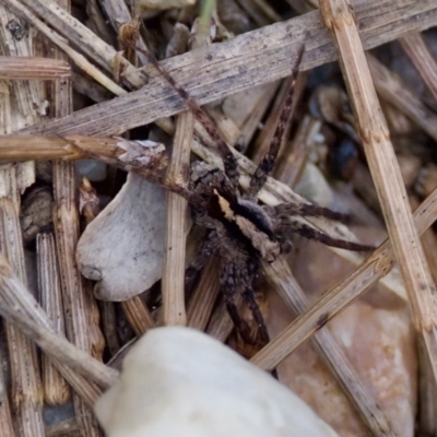 Unverified Wolf spider (Lycosidae) at Camden Head, NSW - 27 Nov 2023 by KorinneM