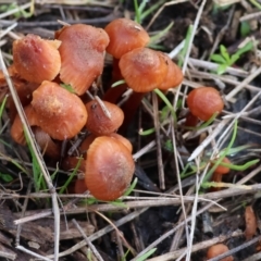 Laccaria sp. (Laccaria) at Bandiana, VIC - 4 Aug 2024 by KylieWaldon