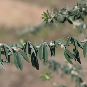 Chamaecytisus palmensis at Bandiana, VIC - 4 Aug 2024 10:16 AM