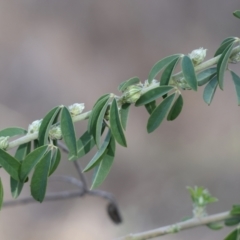 Chamaecytisus palmensis at Bandiana, VIC - 4 Aug 2024 10:16 AM