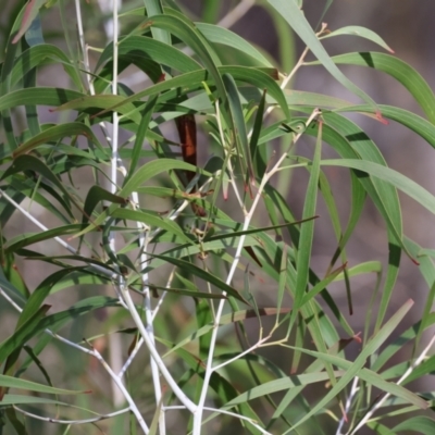 Acacia implexa (Hickory Wattle, Lightwood) at Bandiana, VIC - 4 Aug 2024 by KylieWaldon