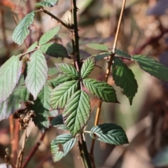 Rubus anglocandicans (Blackberry) at Bandiana, VIC - 4 Aug 2024 by KylieWaldon