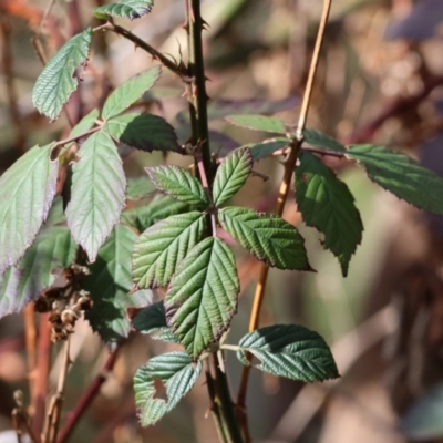 Rubus anglocandicans (Blackberry) at Bandiana, VIC - 4 Aug 2024 by KylieWaldon