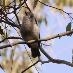 Colluricincla harmonica (Grey Shrikethrush) at Bandiana, VIC - 4 Aug 2024 by KylieWaldon