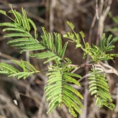Acacia dealbata (Silver Wattle) at Bandiana, VIC - 4 Aug 2024 by KylieWaldon