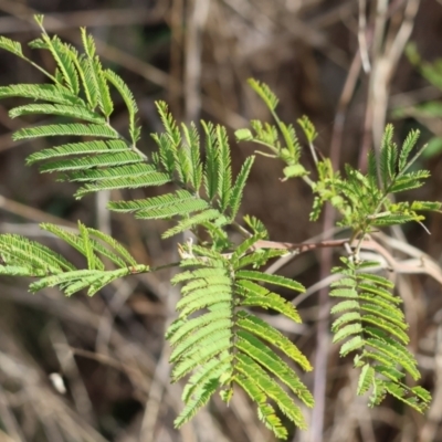 Acacia dealbata (Silver Wattle) at Bandiana, VIC - 4 Aug 2024 by KylieWaldon