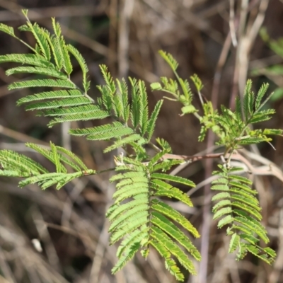 Unidentified Wattle at Bandiana, VIC - 4 Aug 2024 by KylieWaldon