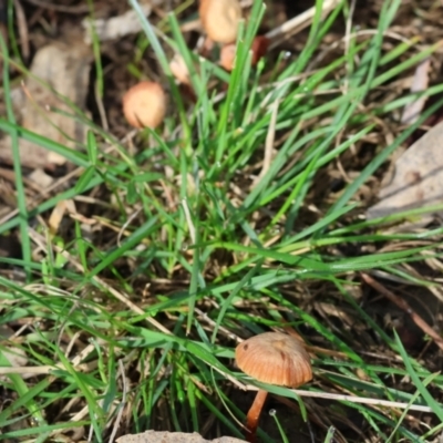 Unverified Cap on a stem; gills below cap [mushrooms or mushroom-like] at Bandiana, VIC - 4 Aug 2024 by KylieWaldon