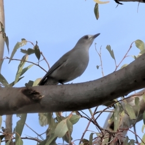 Colluricincla harmonica at Bandiana, VIC - 4 Aug 2024