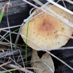 Unidentified Cap on a stem; gills below cap [mushrooms or mushroom-like] at Bandiana, VIC - 4 Aug 2024 by KylieWaldon