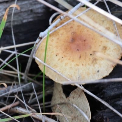 Unverified Cap on a stem; gills below cap [mushrooms or mushroom-like] at Bandiana, VIC - 4 Aug 2024 by KylieWaldon