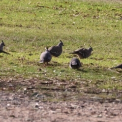 Ocyphaps lophotes (Crested Pigeon) at Bandiana, VIC - 4 Aug 2024 by KylieWaldon