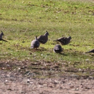 Ocyphaps lophotes at Bandiana, VIC - 4 Aug 2024 10:30 AM