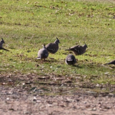 Ocyphaps lophotes (Crested Pigeon) at Bandiana, VIC - 4 Aug 2024 by KylieWaldon