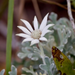 Actinotus helianthi at Camden Head, NSW - 27 Nov 2023 by KorinneM