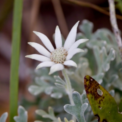 Actinotus helianthi at Camden Head, NSW - 27 Nov 2023 by KorinneM