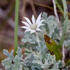 Actinotus helianthi at Camden Head, NSW - suppressed