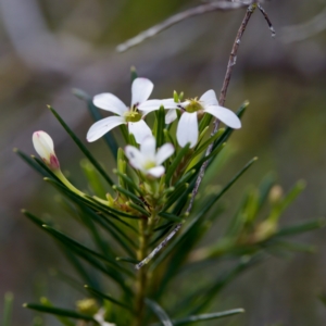 Ricinocarpos pinifolius at Camden Head, NSW - 27 Nov 2023 05:23 PM