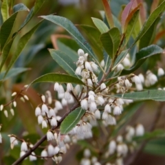 Elaeocarpus reticulatus (Blueberry Ash, Fairy Petticoats) at Camden Head, NSW - 27 Nov 2023 by KorinneM