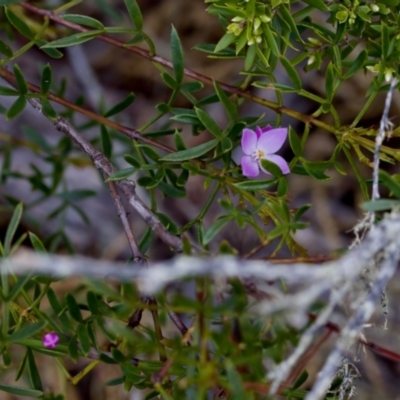 Boronia sp. at Camden Head, NSW - 27 Nov 2023 by KorinneM