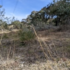 Aristida ramosa (Purple Wire Grass) at Cook, ACT - 4 Aug 2024 by MattM