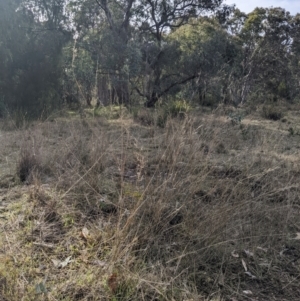 Aristida sp. at Cook, ACT - 4 Aug 2024 12:40 PM