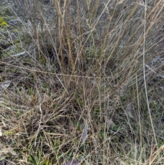 Aristida sp. at Cook, ACT - 4 Aug 2024 12:40 PM