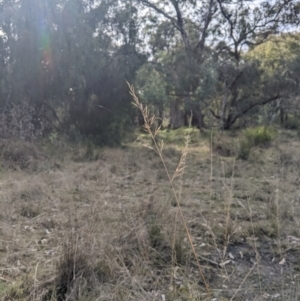 Aristida sp. at Cook, ACT - 4 Aug 2024 12:40 PM