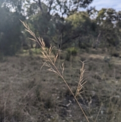 Aristida sp. at Cook, ACT - 4 Aug 2024 12:40 PM