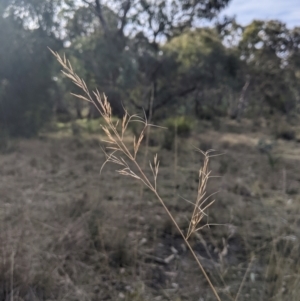 Aristida sp. at Cook, ACT - 4 Aug 2024 12:40 PM