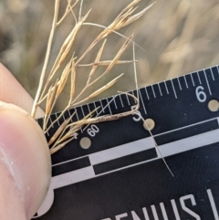 Aristida sp. at Cook, ACT - 4 Aug 2024 12:40 PM