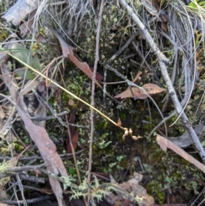 Corunastylis clivicola at Aranda, ACT - 4 Aug 2024