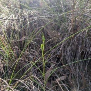 Bunochilus umbrinus (ACT) = Pterostylis umbrina (NSW) at suppressed - suppressed