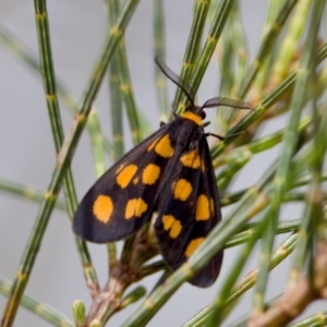 Asura cervicalis at Camden Head, NSW - 27 Nov 2023