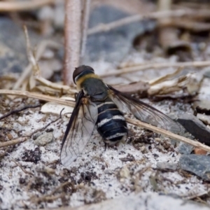 Villa sp. (genus) at Camden Head, NSW - 27 Nov 2023 05:44 PM