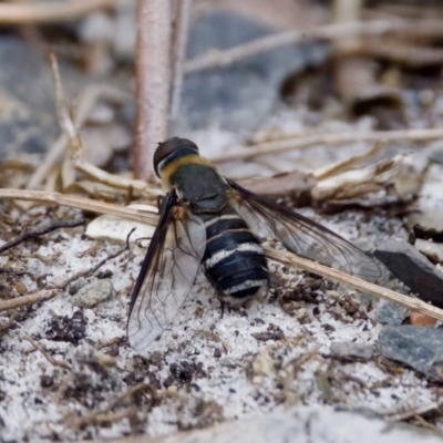 Villa sp. (genus) (Unidentified Villa bee fly) at Camden Head, NSW - 27 Nov 2023 by KorinneM