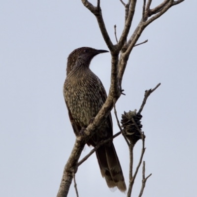 Anthochaera chrysoptera (Little Wattlebird) at Camden Head, NSW - 27 Nov 2023 by KorinneM