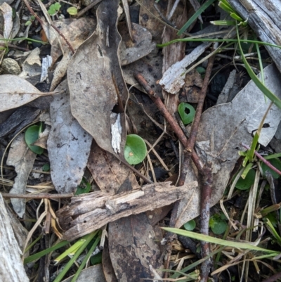 Corysanthes incurva (Slaty Helmet Orchid) by MattM