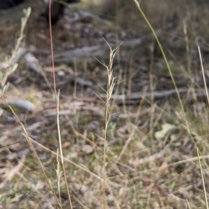 Aristida ramosa at Cook, ACT - 4 Aug 2024