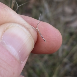 Aristida ramosa at Cook, ACT - 4 Aug 2024